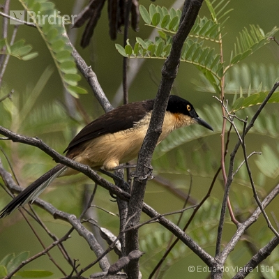 Aves alagoanas