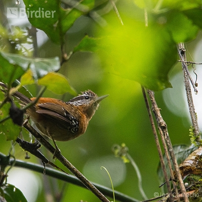 Sítio Virtuoso Birdwatching