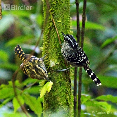 Aves de Angra dos Reis-RJ
