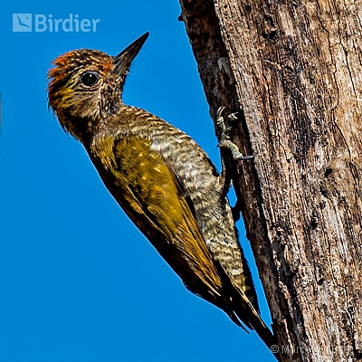 Woodpeckers