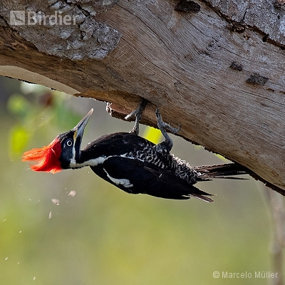 Woodpeckers