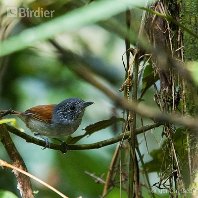 Sítio Virtuoso Birdwatching