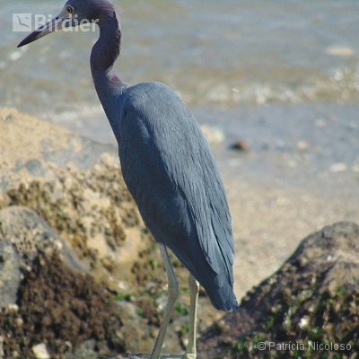 Egretta caerulea
