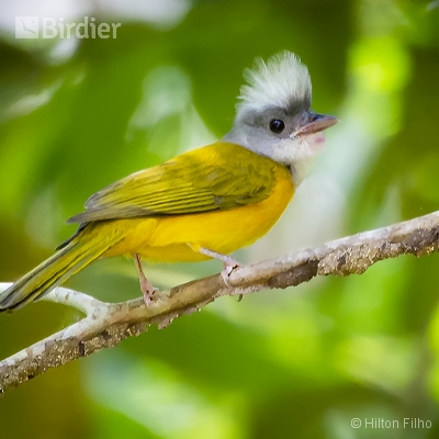 Aves do Amazonas