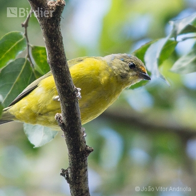 Aves do Planalto das Araucárias