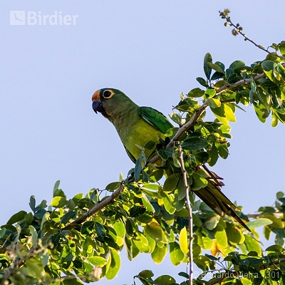 Aves da Bahia