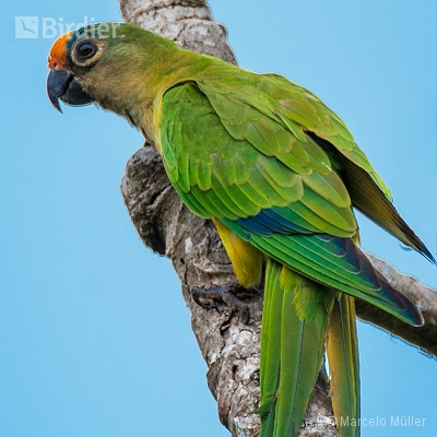 Psittacidae