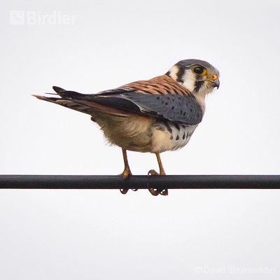 Aves da Costa do Sol