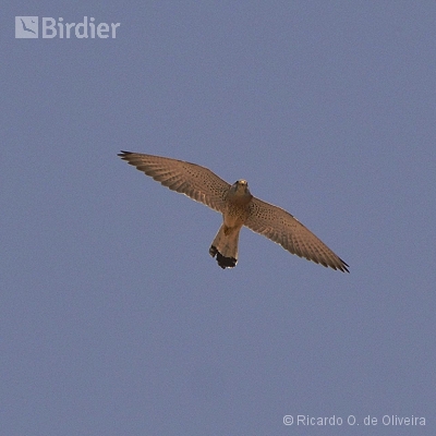 Accipitridae - Falconidae