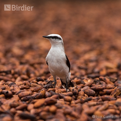 Birding Tour Cabrucas