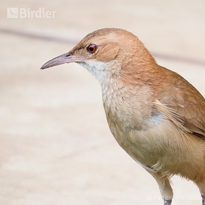 Furnarius rufus