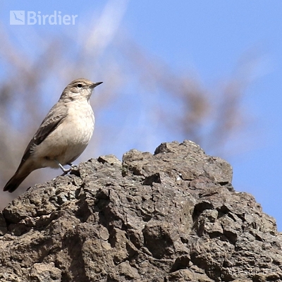 Aves da Argentina