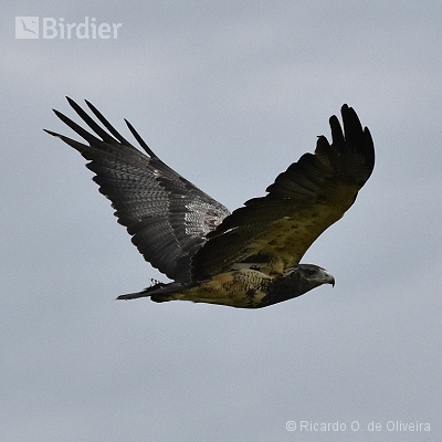 Accipitridae - Falconidae