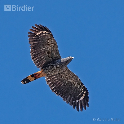 Birds of Prey