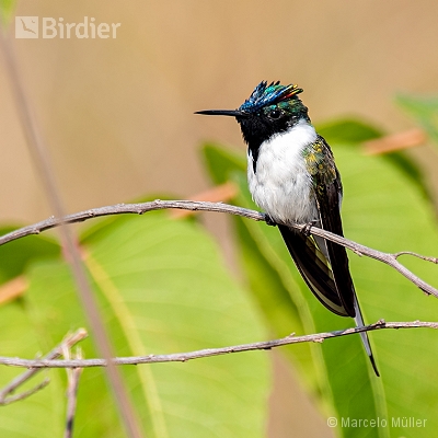 Hummingbirds
