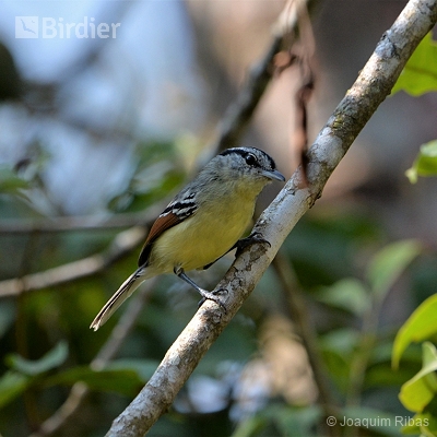 Aves do  norte catarinense
