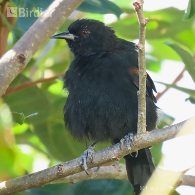 Icterus pyrrhopterus