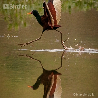 Rallidae