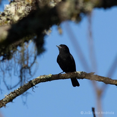 Aves do Planalto das Araucárias