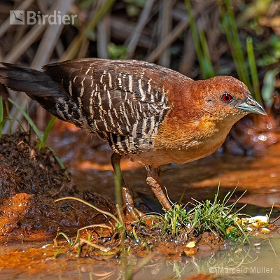 Rallidae