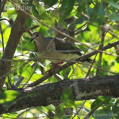 Aves de Angra dos Reis-RJ