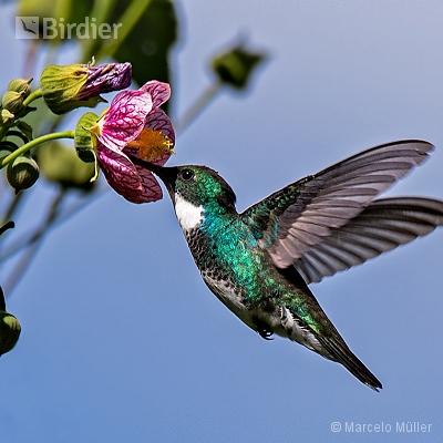 Hummingbirds