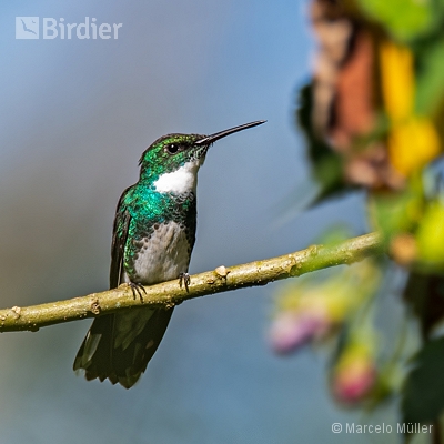 Hummingbirds
