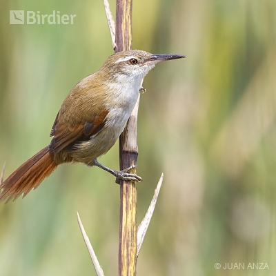 Aves do Rio Grande do Sul