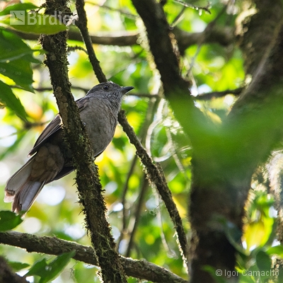 Birding Tour Cabrucas