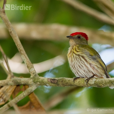 Birding Tour Cabrucas