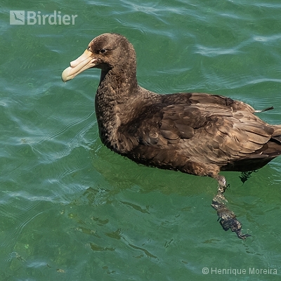 Aves da Argentina