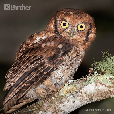 Owl