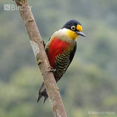 APA RIO VERMELHO HUMBOLDT SÃO BENTO DO SUL - SC