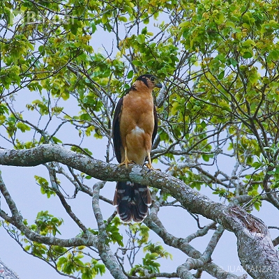 Aves do Rio Grande do Sul