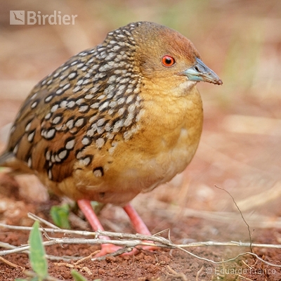 Birds of Serra do Espinhaço
