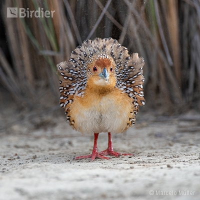 Rallidae