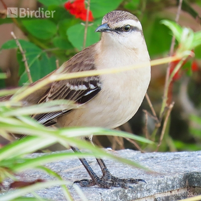 Mimus saturninus
