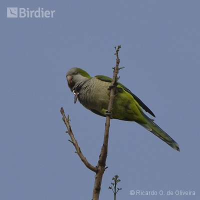 Psittacidae