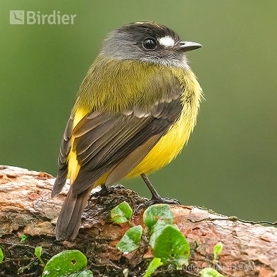 Aves do Equador
