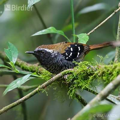 Southern Rainforest, Brazil
