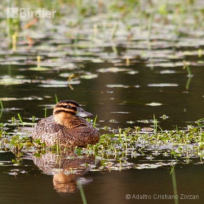 Minhas aves aquáticas