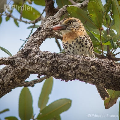 Birds of Serra do Espinhaço