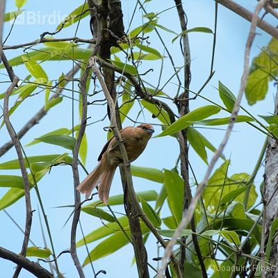 Aves do  norte catarinense