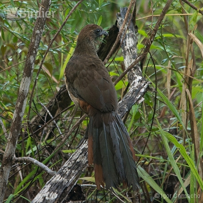 Birding Tour Cabrucas