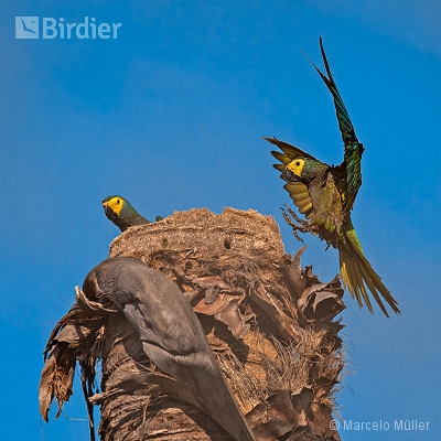 Psittacidae