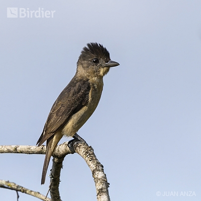 Aves do Rio Grande do Sul