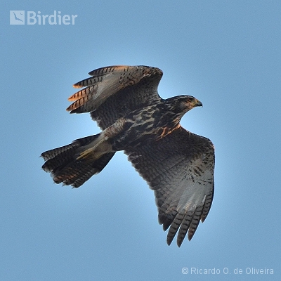 Accipitridae - Falconidae