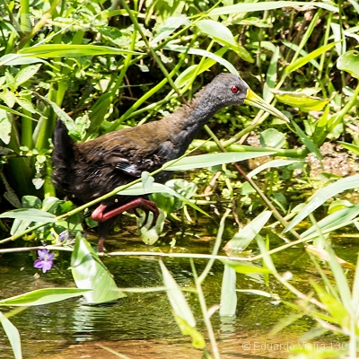 Aves alagoanas