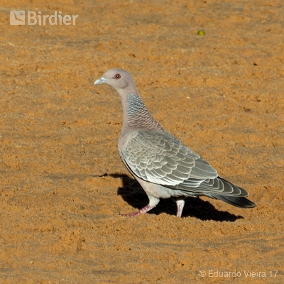 Aves Tocantinenses