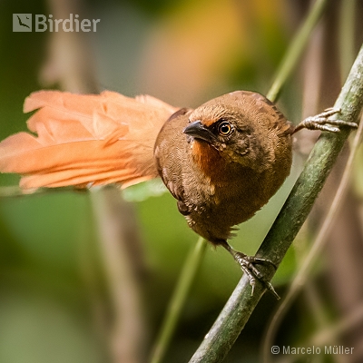 Stickhouse Birds